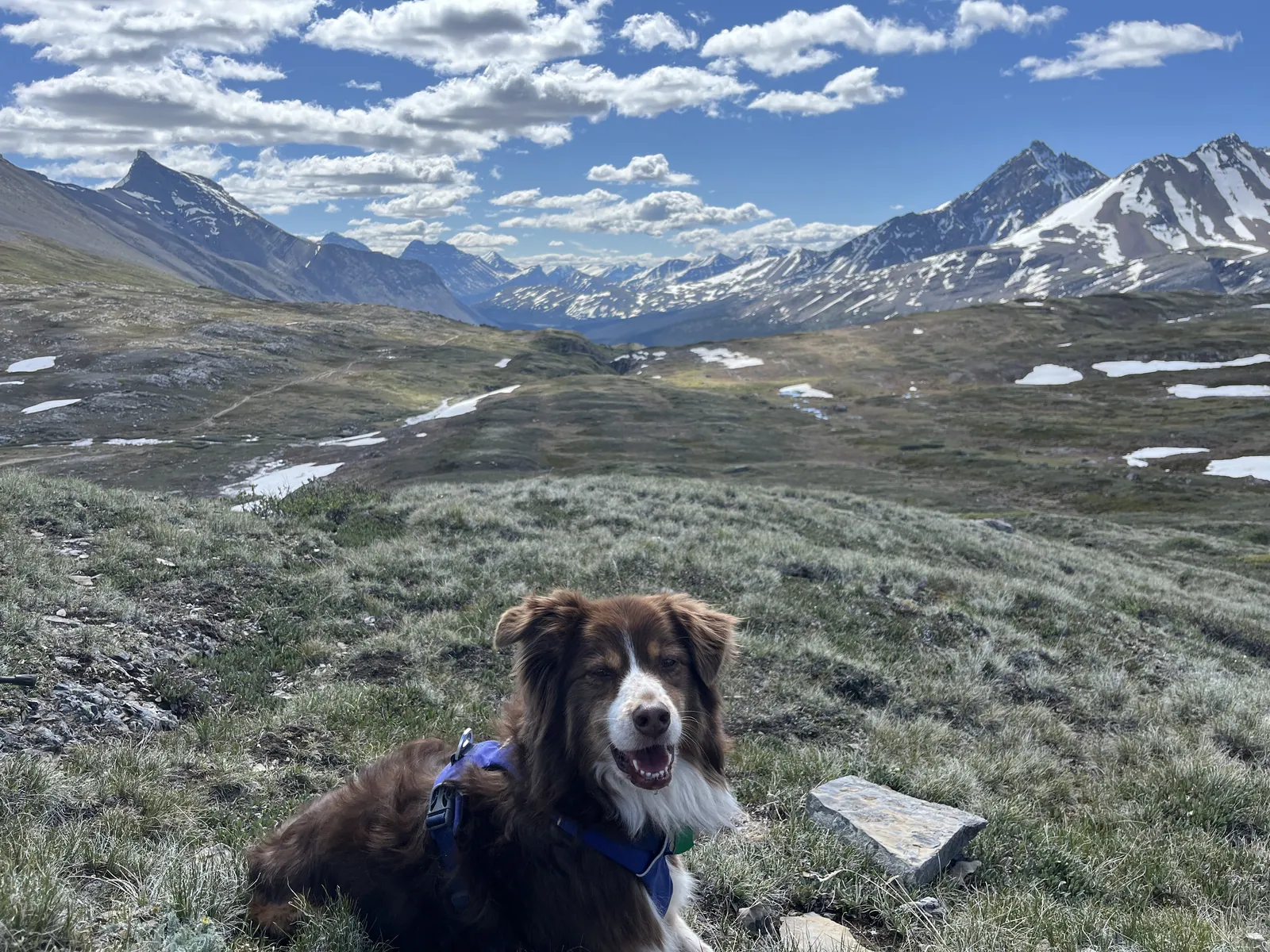 Jasper