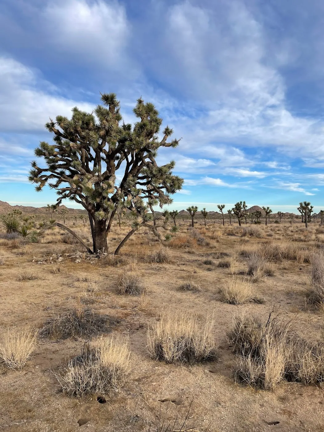 Joshua Tree