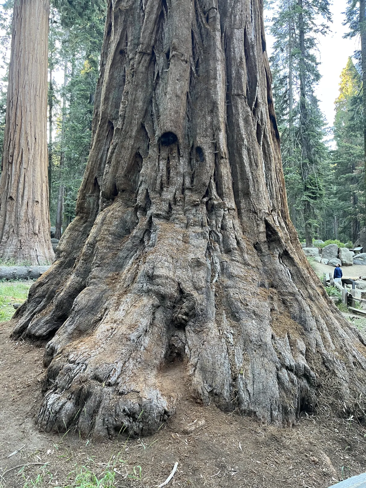 Sequoia